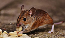 24 Hour & Emergency Exterminators in Wake Crossroads, NC